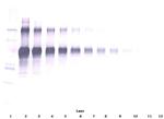 IL-12 p70 Antibody in Western Blot (WB)