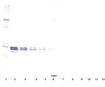 IL-12 p70 Antibody in Western Blot (WB)