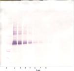 BMP-4 Antibody in Western Blot (WB)