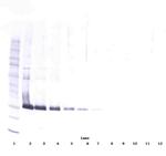 Adiponectin Antibody in Western Blot (WB)