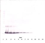 IL-2 Antibody in Western Blot (WB)