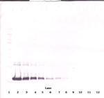 IL-2 Antibody in Western Blot (WB)