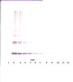 IL-10 Antibody in Western Blot (WB)