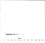 MIP-3 beta Antibody in Western Blot (WB)