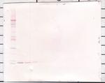 Eotaxin 2 Antibody in Western Blot (WB)