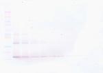 FGF basic Antibody in Western Blot (WB)