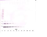 CCL16 Antibody in Western Blot (WB)