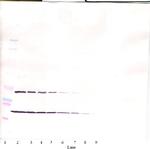 SCF Antibody in Western Blot (WB)