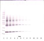 TRAIL (soluble) Antibody in Western Blot (WB)