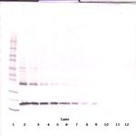 TRAIL (soluble) Antibody in Western Blot (WB)