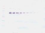 IL-12 p70 Antibody in Western Blot (WB)