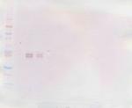 IL-12 p70 Antibody in Western Blot (WB)