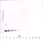 BAFF Antibody in Western Blot (WB)