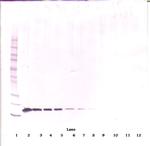 BAFF Antibody in Western Blot (WB)