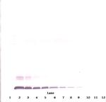 MCP-4 Antibody in Western Blot (WB)