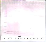 CCL3 Antibody in Western Blot (WB)