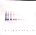 VEGF-165 Antibody in Western Blot (WB)