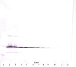 IL-11 Antibody in Western Blot (WB)