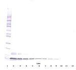 PPBP Antibody in Western Blot (WB)