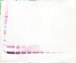 MCP-4 Antibody in Western Blot (WB)