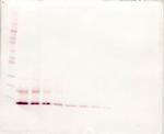 MCP-4 Antibody in Western Blot (WB)