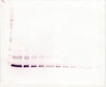 MCP-4 Antibody in Western Blot (WB)