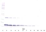 IL-16 Antibody in Western Blot (WB)