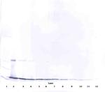 IL-17A Antibody in Western Blot (WB)