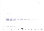 IL-17A Antibody in Western Blot (WB)