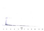 IL-17A Antibody in Western Blot (WB)