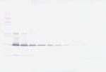 IL-17A Antibody in Western Blot (WB)