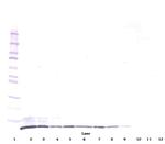 CXCL2 Antibody in Western Blot (WB)