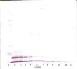 CXCL3 Antibody in Western Blot (WB)