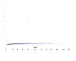 MDC Antibody in Western Blot (WB)