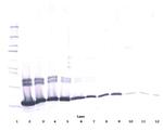 IL-2 Antibody in Western Blot (WB)