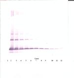 MCP-1 Antibody in Western Blot (WB)