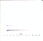 MCP-1 Antibody in Western Blot (WB)