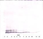 CXCL1 Antibody in Western Blot (WB)