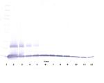 MIP-1 gamma Antibody in Western Blot (WB)