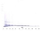 MIP-1 gamma Antibody in Western Blot (WB)