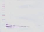 CCL5 (RANTES) Antibody in Western Blot (WB)