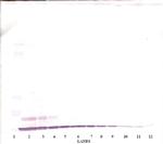 CXCL6 Antibody in Western Blot (WB)