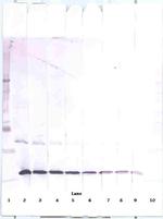 CCL3 Antibody in Western Blot (WB)