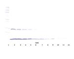 IFN gamma Antibody in Western Blot (WB)