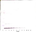 IFN gamma Antibody in Western Blot (WB)