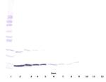 IFN gamma Antibody in Western Blot (WB)