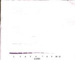 IFN gamma Antibody in Western Blot (WB)