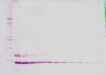 MIP-1 delta Antibody in Western Blot (WB)