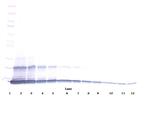 CCL23 Antibody in Western Blot (WB)