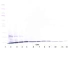 CCL23 Antibody in Western Blot (WB)